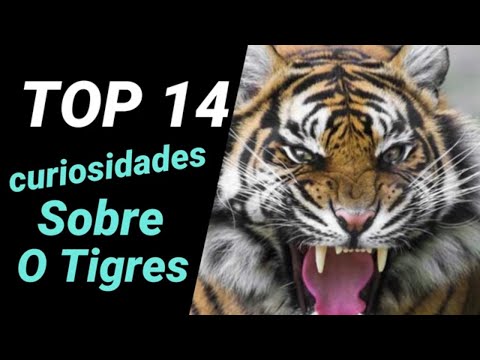 14 curiosidades sobre os Tigres que você precisa saber
