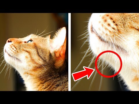 29+ Fatos Incríveis Sobre Gatos Que Te Farão Amá los Eles Ainda Mais
