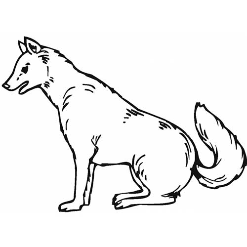cachorro 4