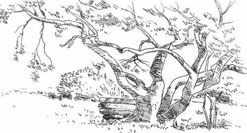 floresta floresta