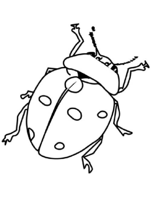 realista 3 desenhos de Joaninha para pintar