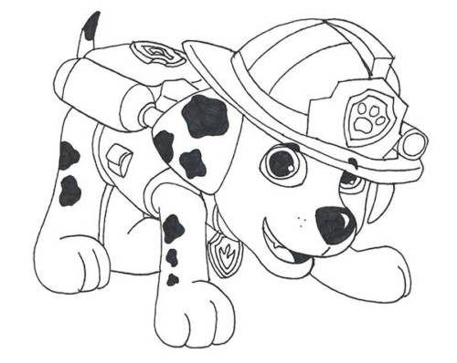 dalmata imagens