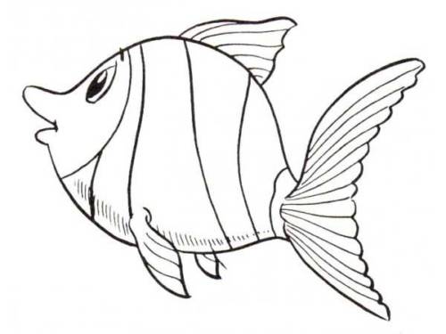 do pacífico