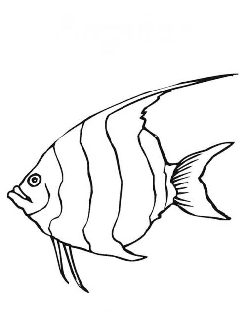 fofinho