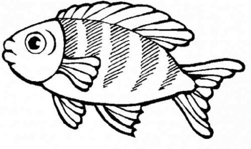 peixe para colorir