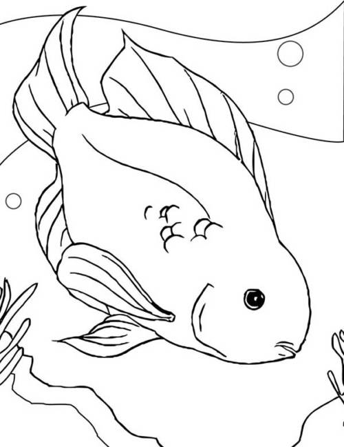 peixe para baixar e colorir