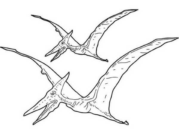 Pterodactilo 5 irmãos