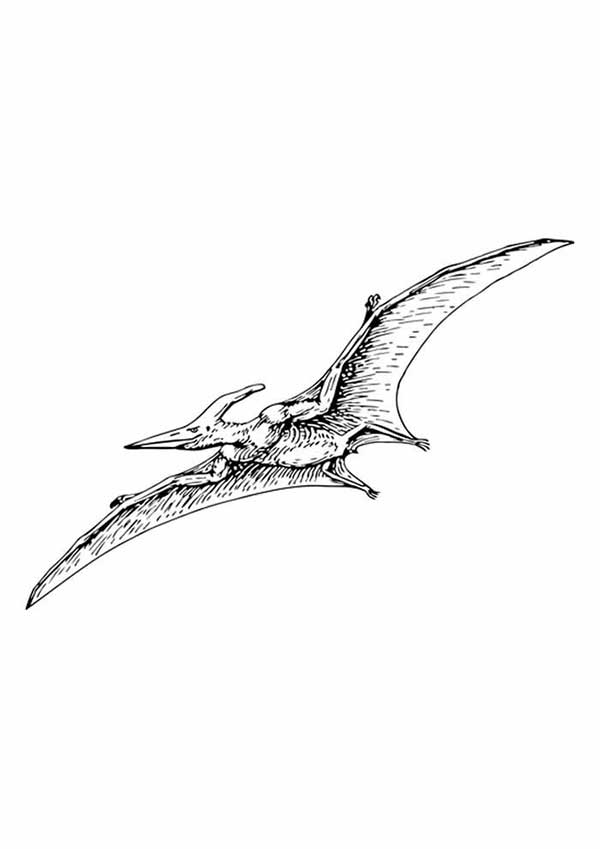 Pterodactilo desenhos de dinossauros
