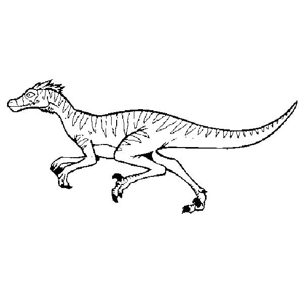 Velociraptor 3 desenhos de dinossauros