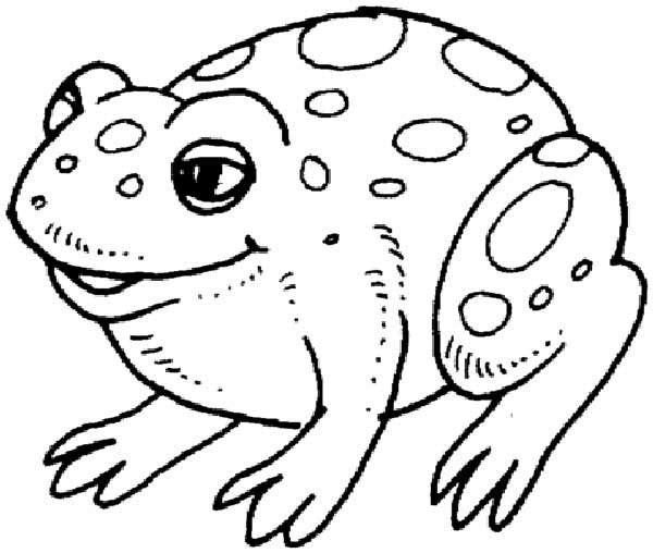 sapo boi 1