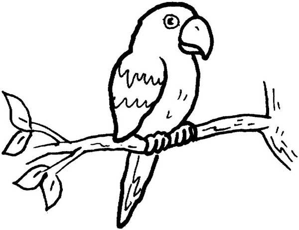 Desenhos da Amazonia 2 Animais para pintar