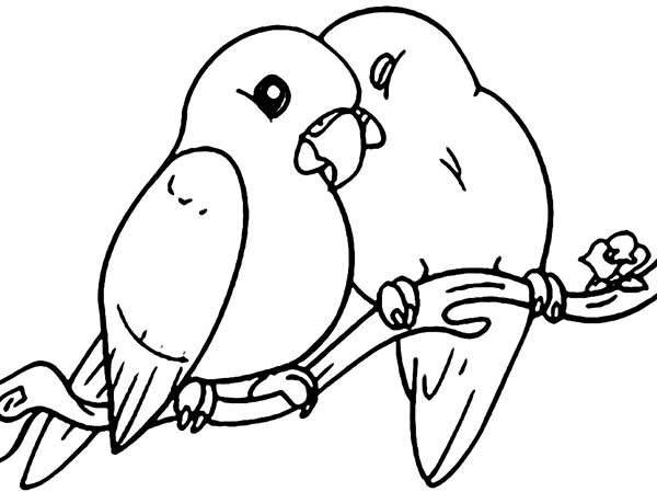 casal de pombos 1 Pombos