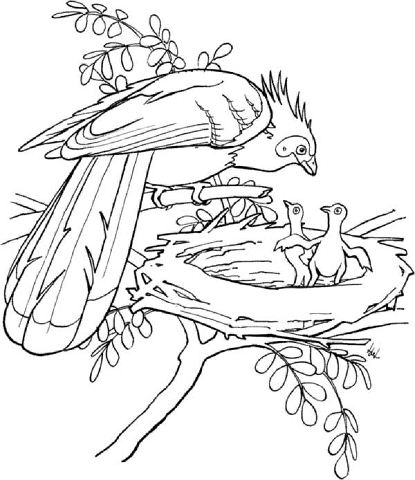 ninho de ave Aves