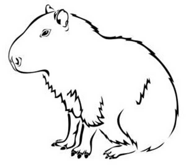para pintar 3 Capivara