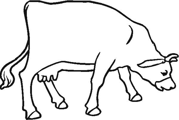 vaca 2