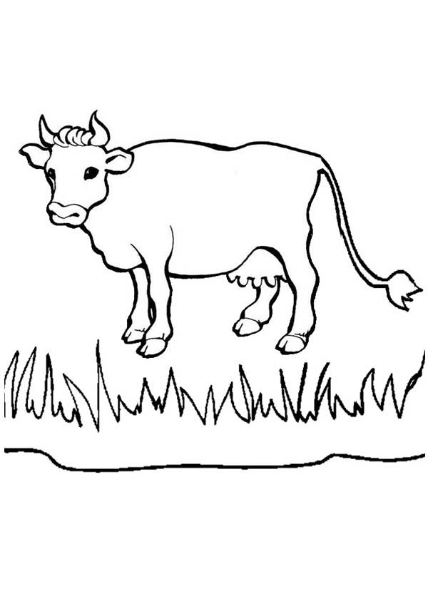 21+ Desenhos de Animais Herbívoros para Imprimir e Colorir/Pintar
