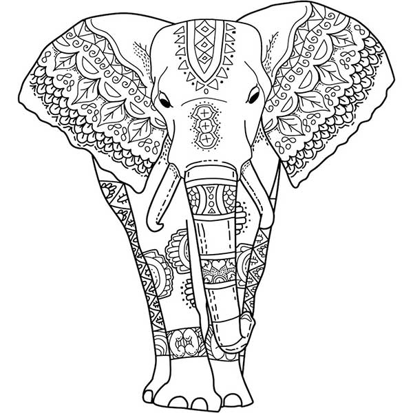 elefante indiano
