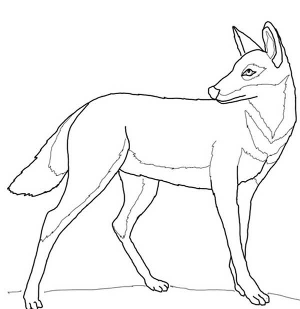 lobo para pintar