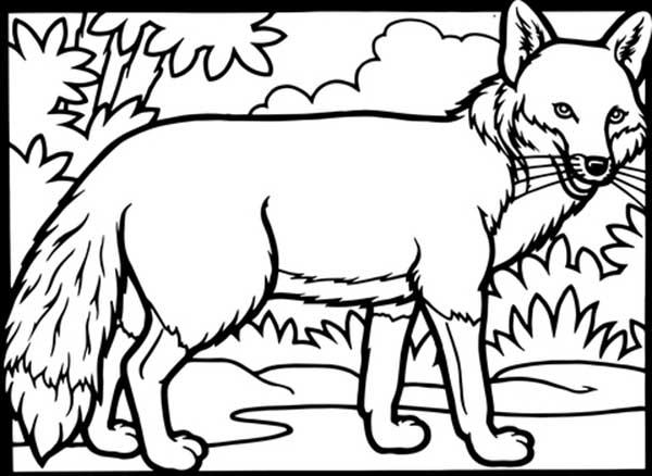 desenhos de raposas para colorir