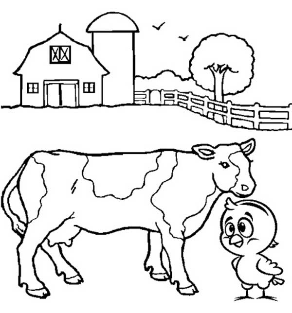 vaca