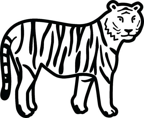 desenho de tigre desenhos de tigre