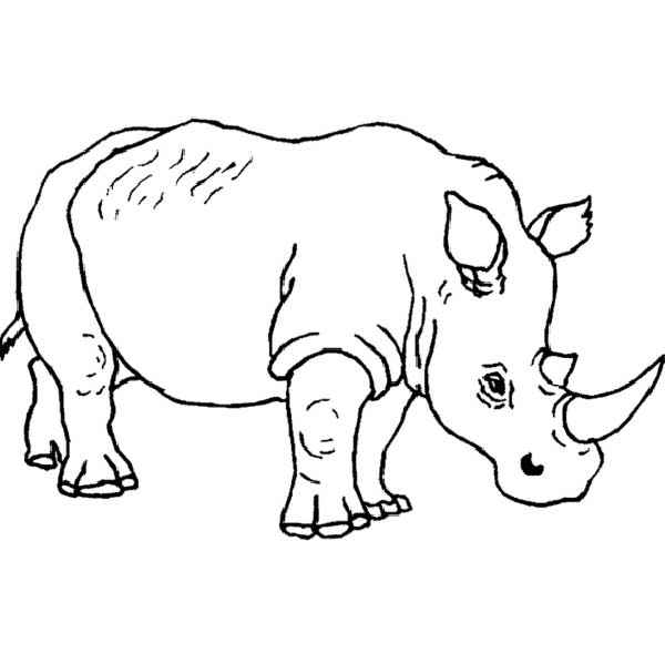 desenhos de rinoceronte animais gigantes