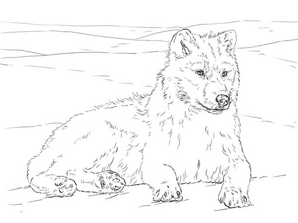 lobo para colorir