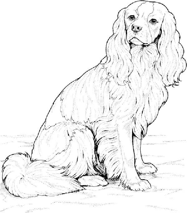 75+ Desenhos Realistas para Imprimir e Colorir/Pintar em Casa