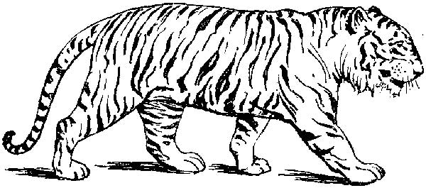 tigre para impressão
