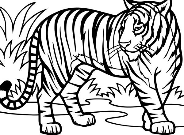 tigres imagens e ideias