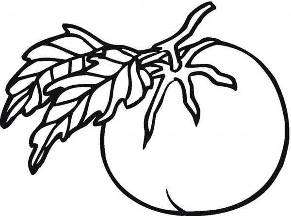tomates para colorir