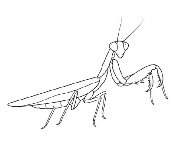 Desenhos de Louva Deus Louva Deus para Colorir