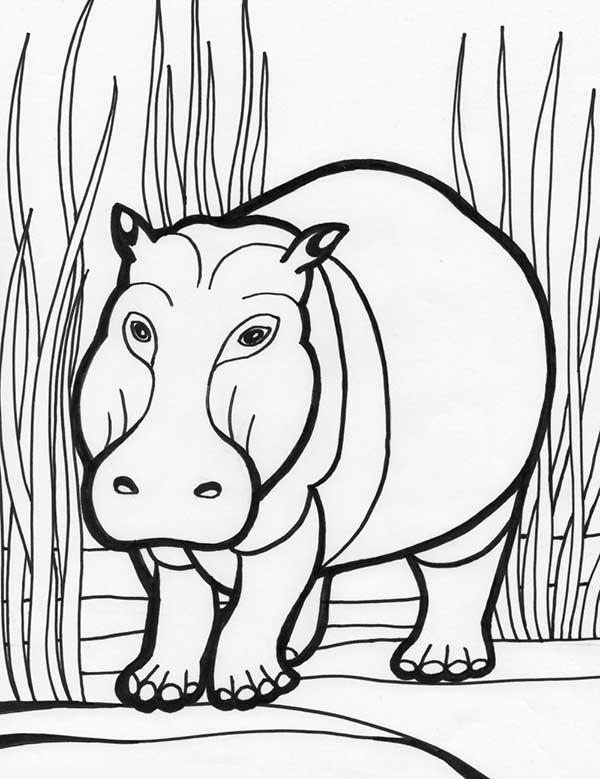 85+ Desenhos de Hipopótamo para Imprimir e Colorir/Pintar