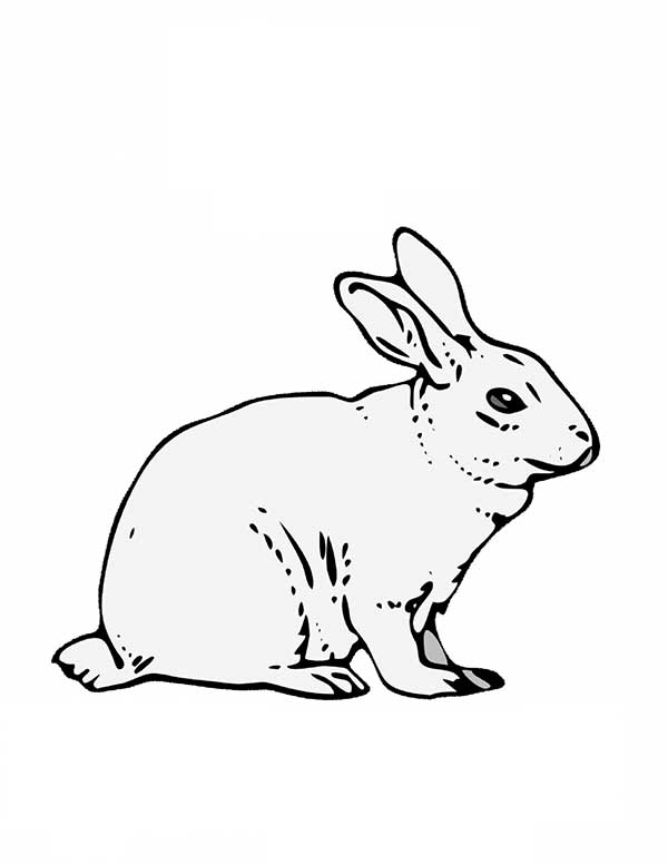 desenhos de coelho para pintar