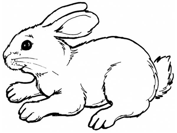 desenhos de coelhos