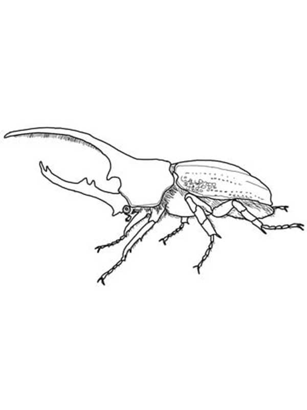 desenhos de insetos