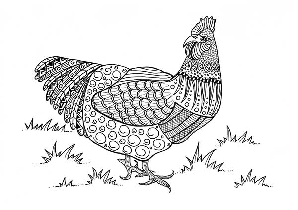 galinha na fazenda galinha na fazenda