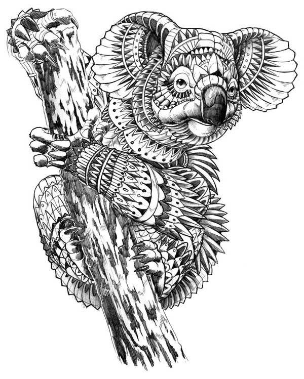 koala koala