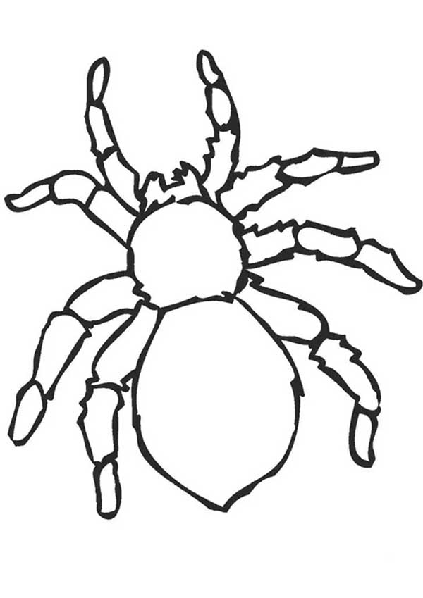 tarantula 1 Desenhos de Aranhas para Colorir