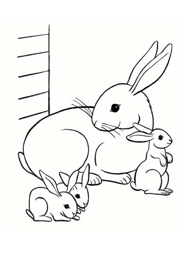 coelha com filhos