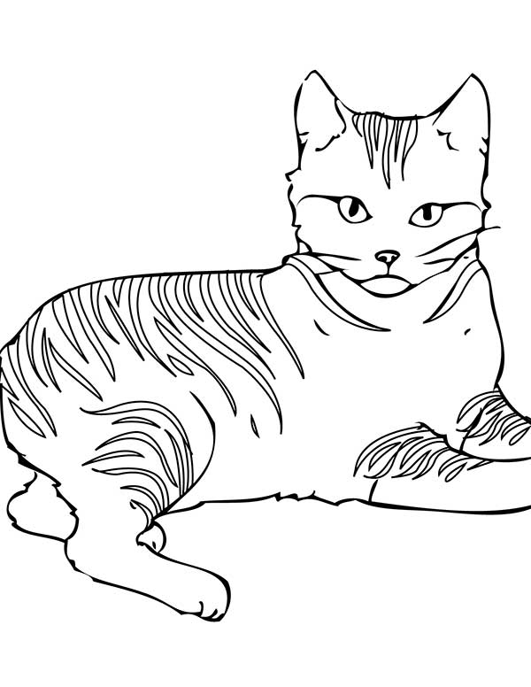 felino para imprimir