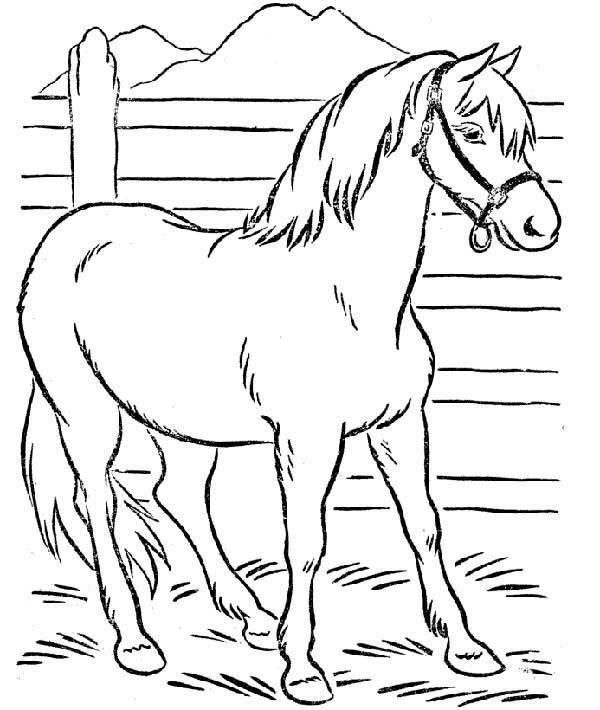 cavalo para colorir