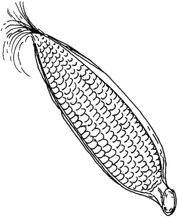 desenho de milho