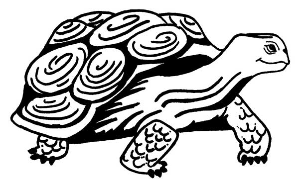 desenho de tartaruga para pintar