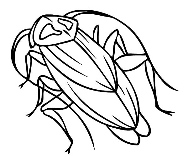 desenhos de barata