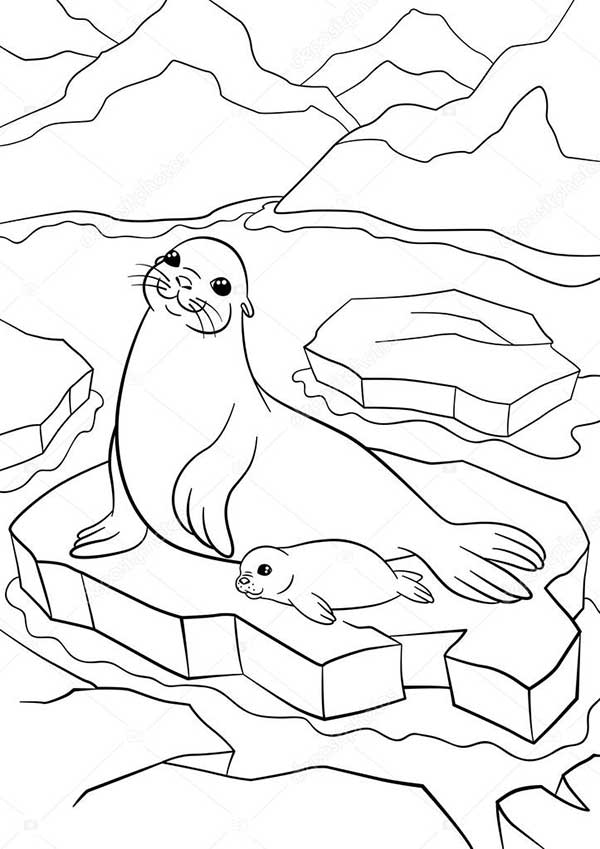 desenhos para pintar 2 mamífero marinho