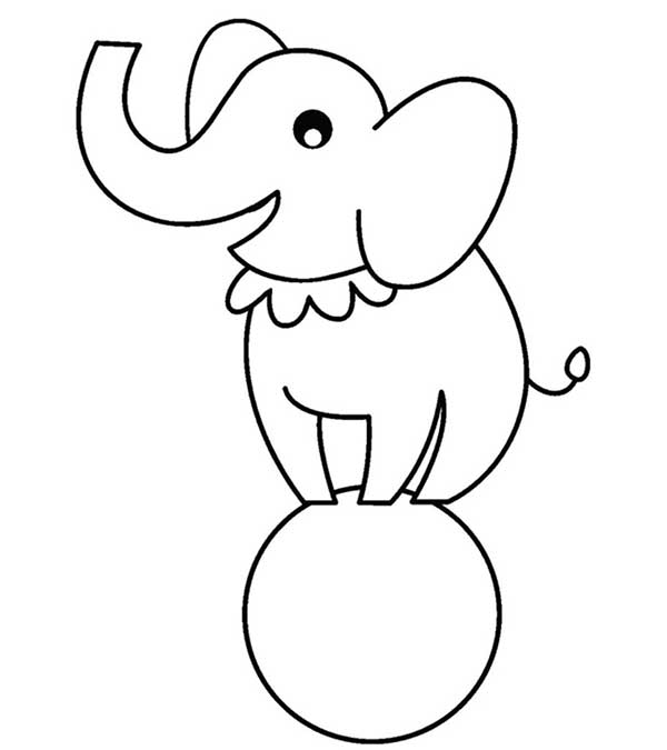 elefante