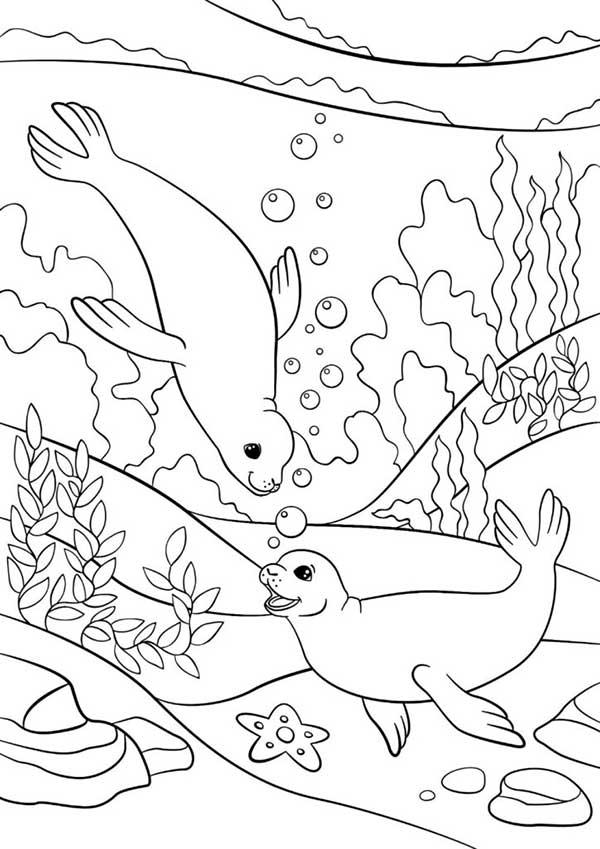 embaixo da agua desenhos de mamífero marinho para impressão