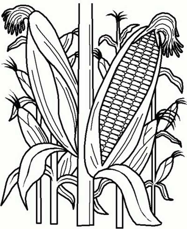 100+ Desenhos de Espiga de Milho para Imprimir e Colorir/Pintar