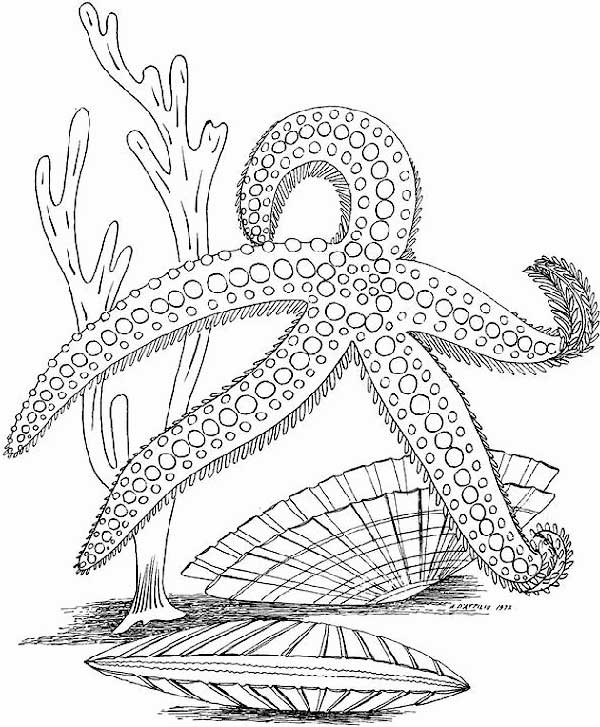 estrela marinha